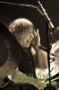 Filename=!!!_MG22497_Christian_Vander_-_Magma_-_Infernal_Machina_-_Casino_de_Paris_2009-02-13_NB_filtered_copie.jpg
Filesize=60KB
Dimensions=360x540
Date added=May 25, 2009 !!!_MG22497_Christian_Vander_-_Magma_-_Infernal_Machina_-_Casino_de_Paris_2009-02-13_NB_filtered_copie.jpg